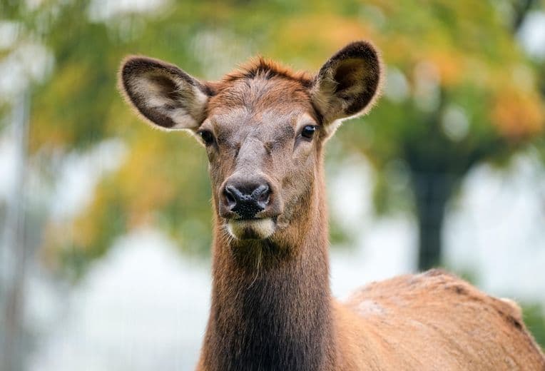 Close-up of the head and upper body of a young deer with large ears, brown fur, and a calm expression, set against a blurred background of trees.