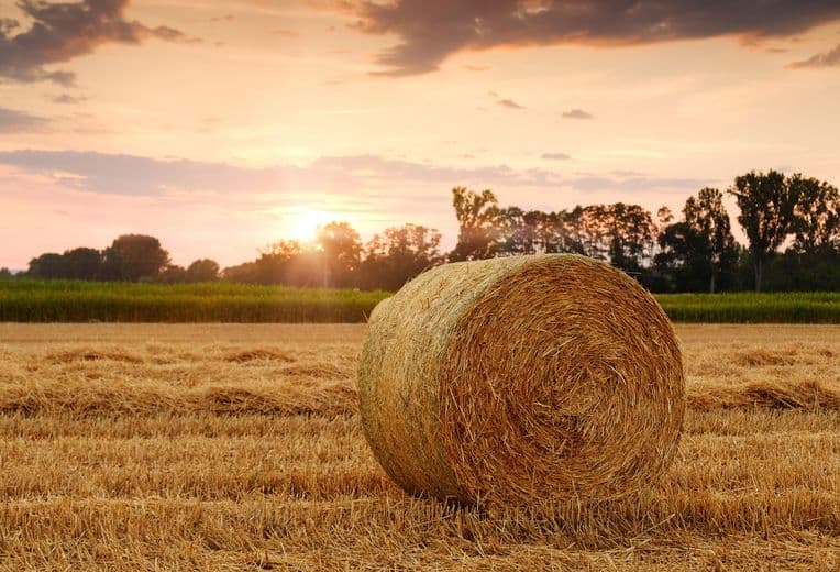 Round hay bale resting on a harvested field, with a line of trees in the background and a sky colored by the setting sun.