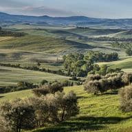 Rolling green hills with scattered olive trees and distant mountains under a blue sky. Lush landscape with varying shades of green.