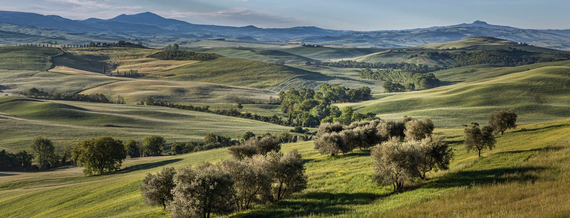 Rollende grüne Hügel mit verstreuten Olivenbäumen und fernen Bergen unter einem blauen Himmel. Üppige Landschaft mit verschiedenen Grüntönen.