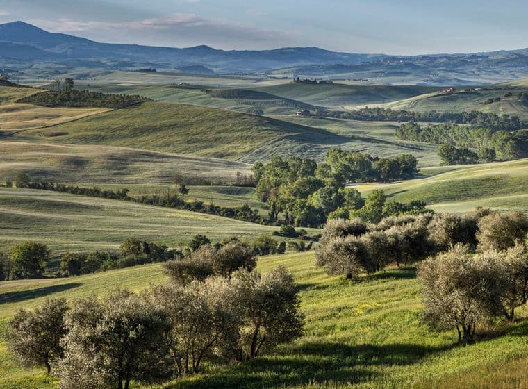 Rollende grüne Hügel mit verstreuten Olivenbäumen und fernen Bergen unter einem blauen Himmel. Üppige Landschaft mit verschiedenen Grüntönen.