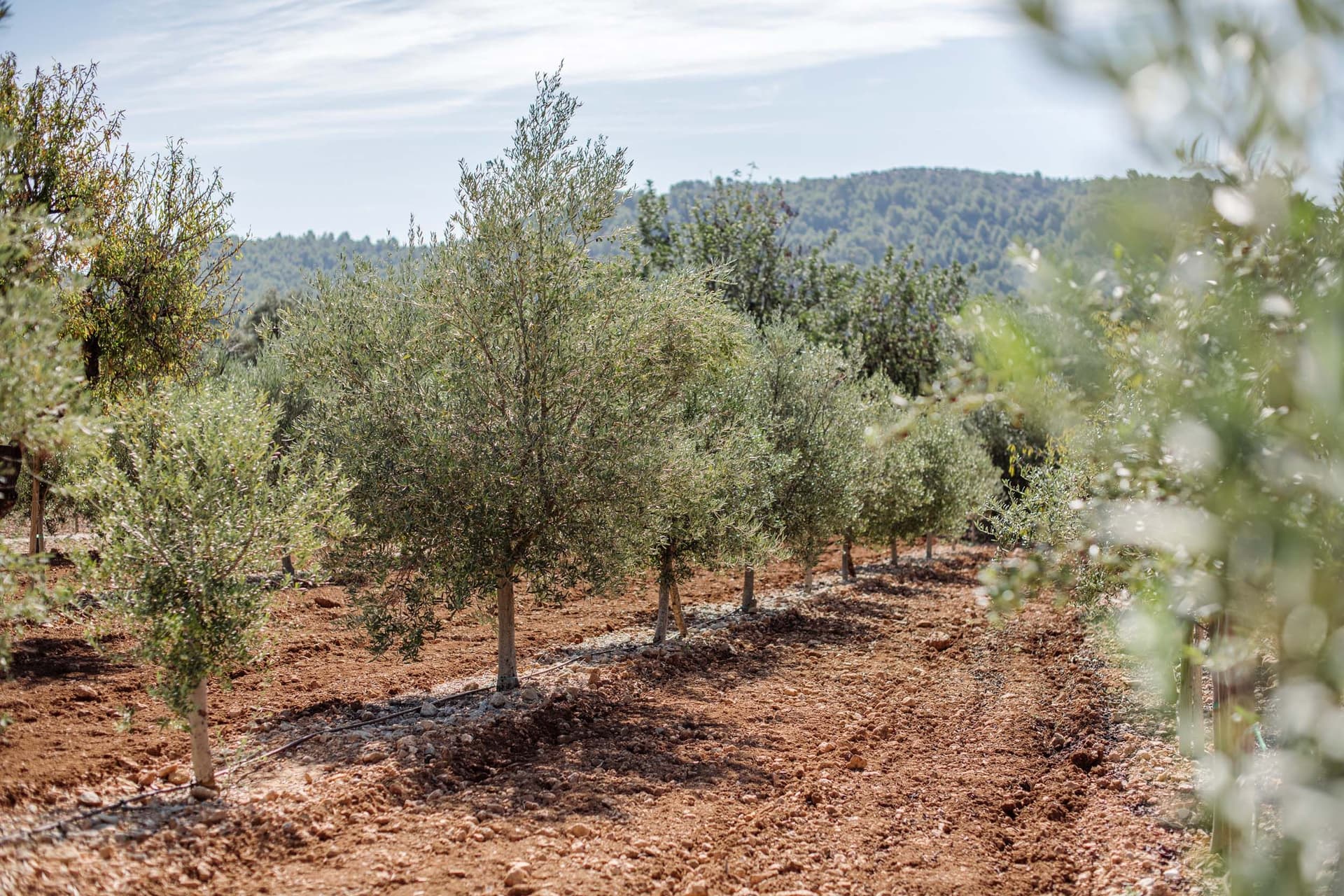 Rows of young olive trees planted in a sunlit, earthy field with rolling hills and a partly cloudy sky in the background.