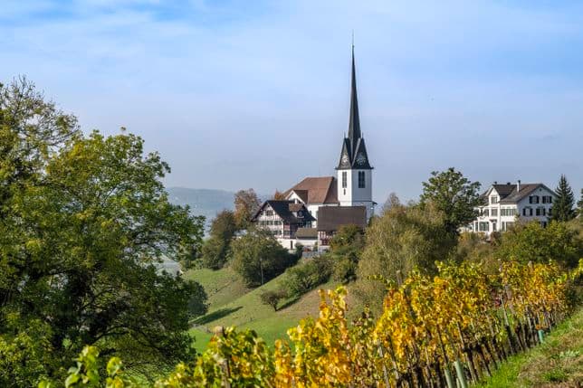 Eine weiße Kirche mit einem hohen, dunklen Turm thront auf einem Hügel, umgeben von grünen Bäumen und einem Weinberg im Vordergrund.