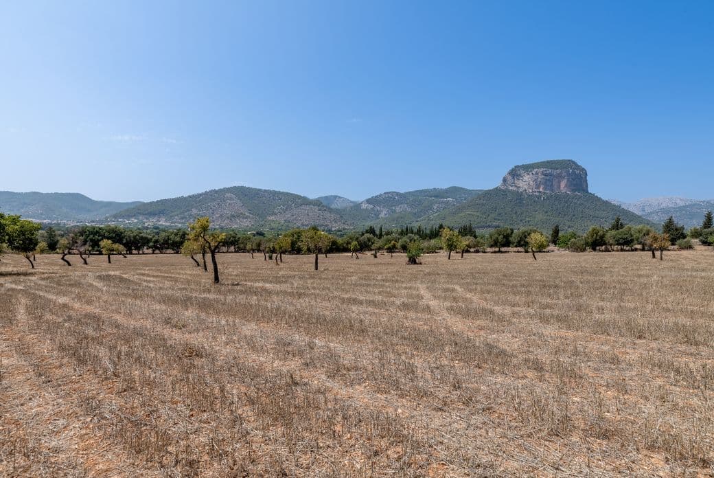 Paisaje de gran angular que muestra un campo seco de tono dorado-marrón con árboles dispersos bajo un cielo azul claro, enmarcado por colinas boscosas y la distintiva montaña plana del Puig de Alaró al fondo.