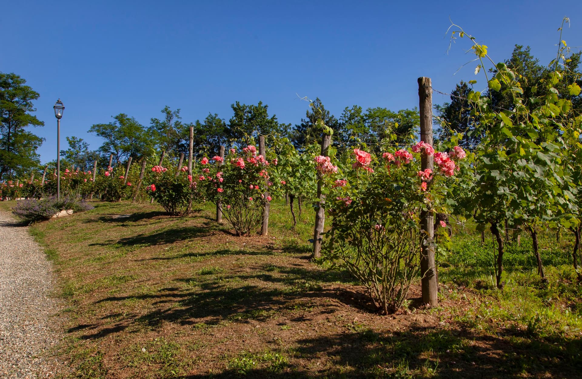 Ein Weinberg mit Weinrebenreihen und blühenden rosa Rosen unter einem klaren blauen Himmel, gesäumt von einem Kiesweg.