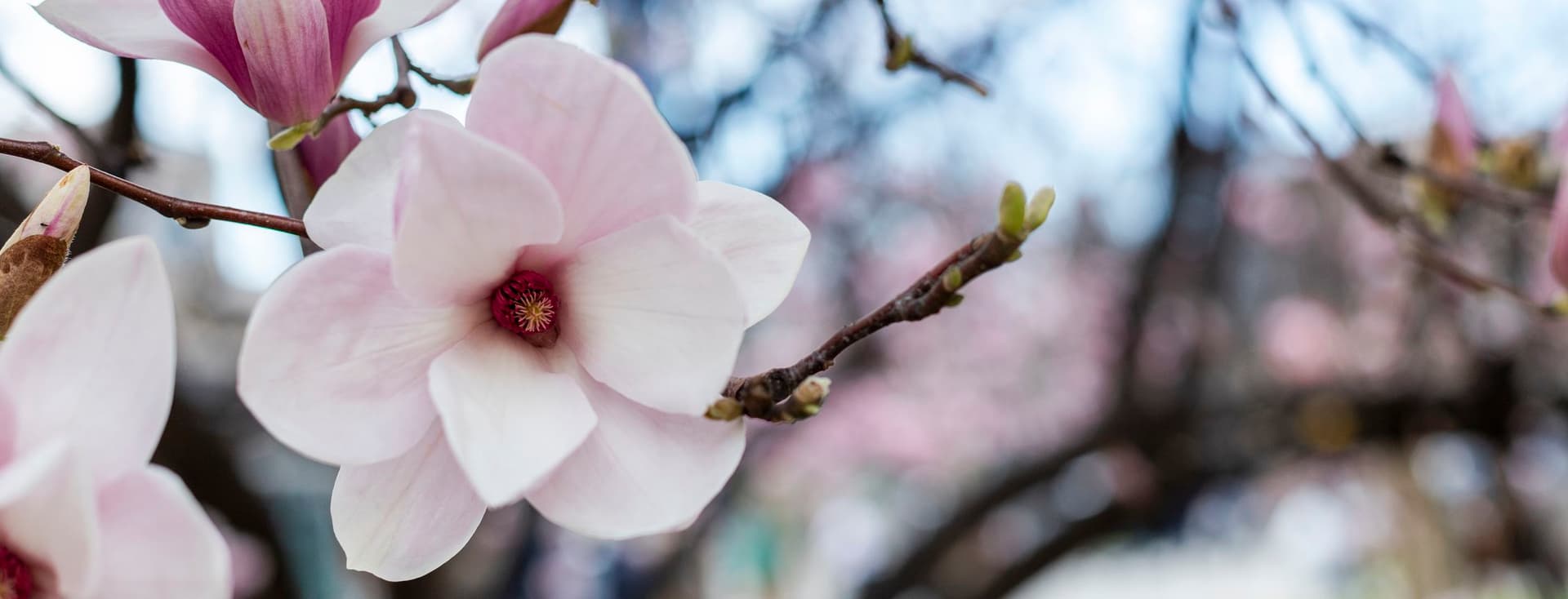 Close-up of blooming magnolia flowers on a tree branch, with soft pink and white petals against a blurred natural background.
