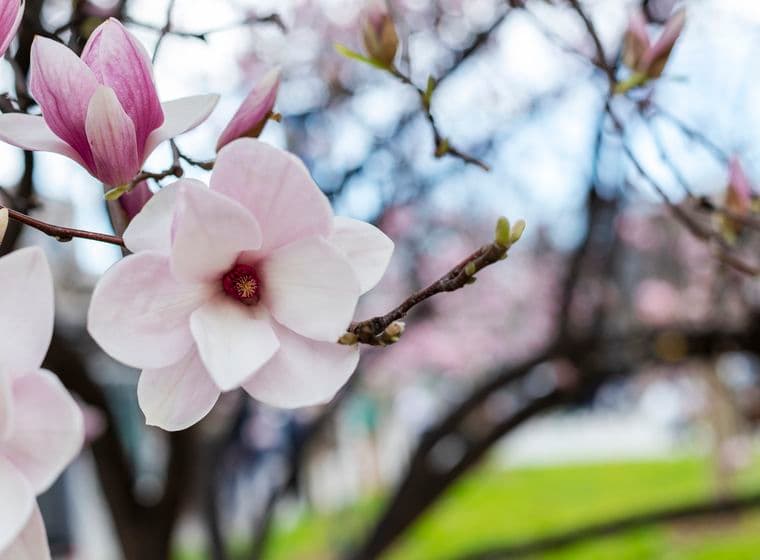 Close-up of blooming magnolia flowers on a tree branch, with soft pink and white petals against a blurred natural background.