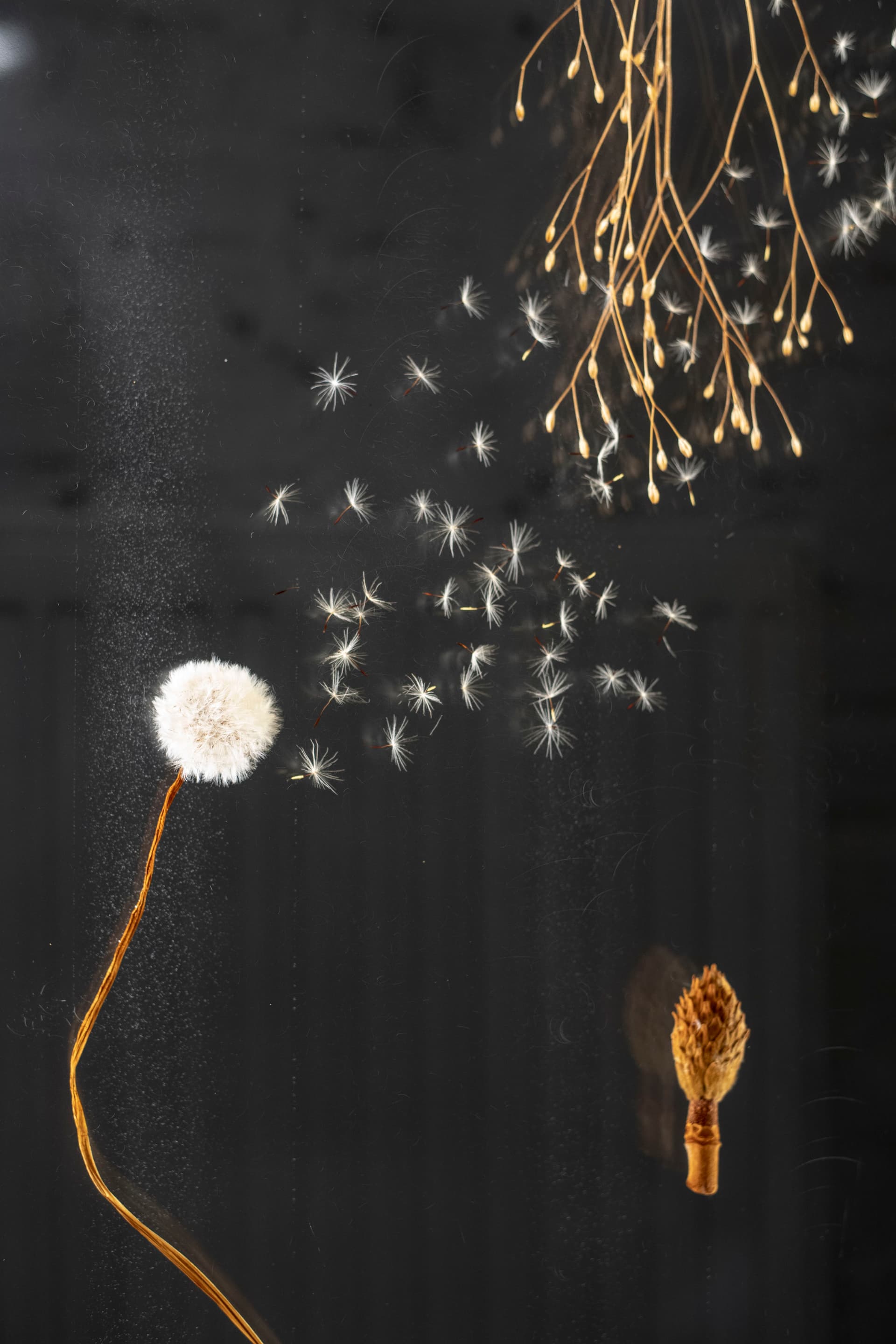 A dandelion with seeds blowing in the wind, with dried plants on a black background.