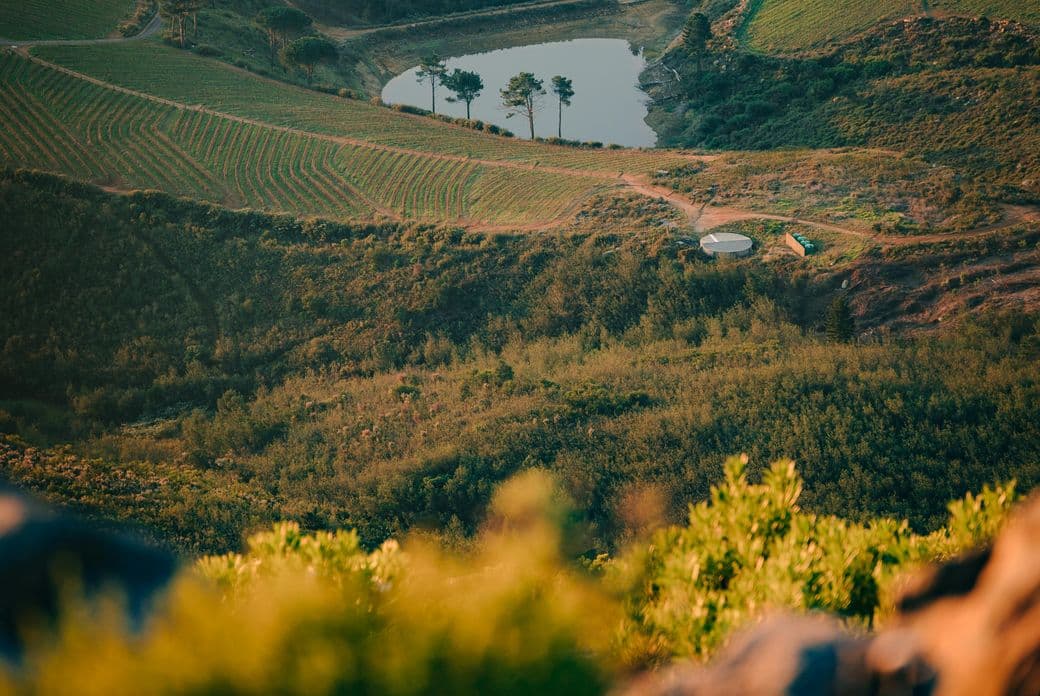 Aerial view of the Stellenbosch wine region in South Africa, showing rolling hills with organized vineyard rows and patches of forest. A small dam or reservoir with palm trees is nestled between the vineyards. The atmospheric image captures the characteristic landscape of South Africa's premier wine-growing area with a warm, slightly hazy light creating depth and emphasizing the contours of the cultivated terrain.