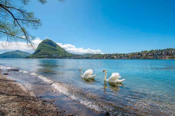 Two white swans swimming near a pebbled shore with a mountain, lakeside town and clear blue sky.