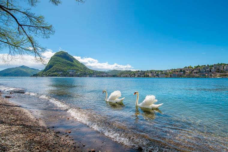 Two white swans swimming near a pebbled shore with a mountain, lakeside town and clear blue sky.