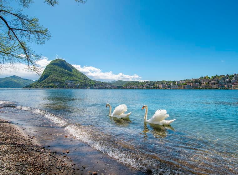 Two white swans swimming near a pebbled shore with a mountain, lakeside town and clear blue sky.