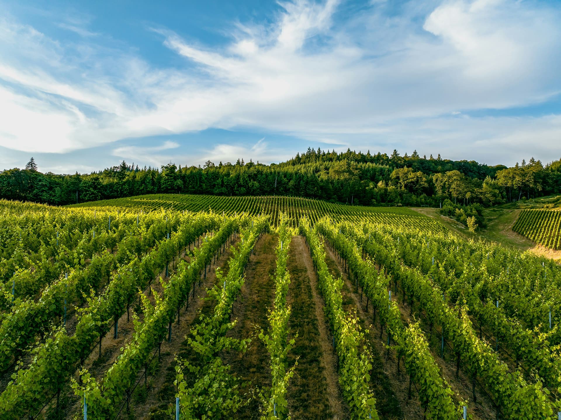 View of an expansive vineyard with long parallel rows of grapevines stretching toward a forested horizon beneath a bright sky.