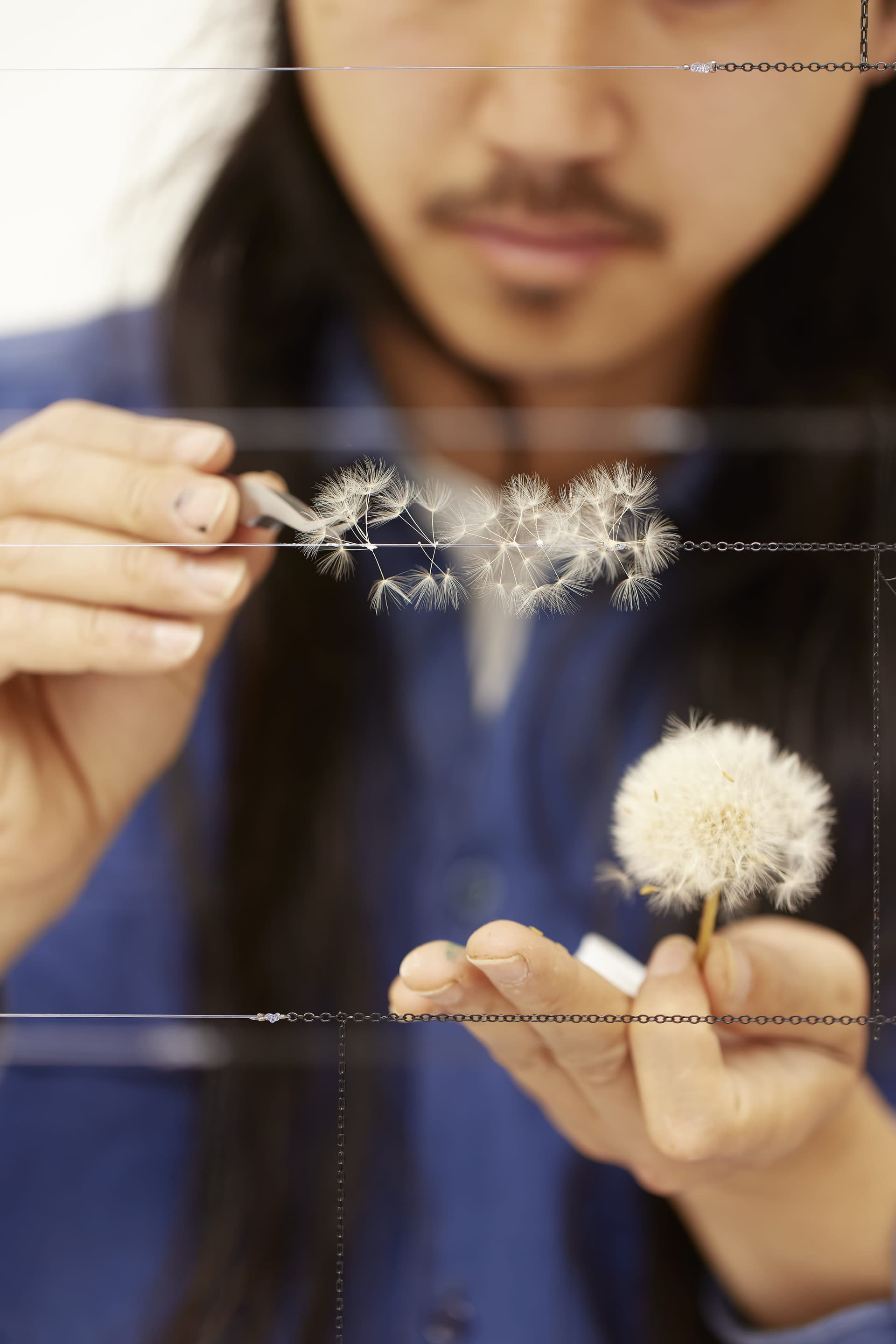 A person in a blue shirt uses tweezers to arrange dandelion seeds on a thin wire.