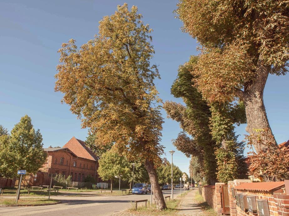 Tree-lined street with red brick buildings and a clear sky. Some leaves are turning brown, indicating early autumn.