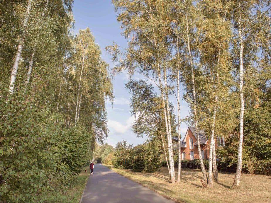 A person walks on a tree-lined path beside a house, surrounded by tall birch trees under a clear blue sky.