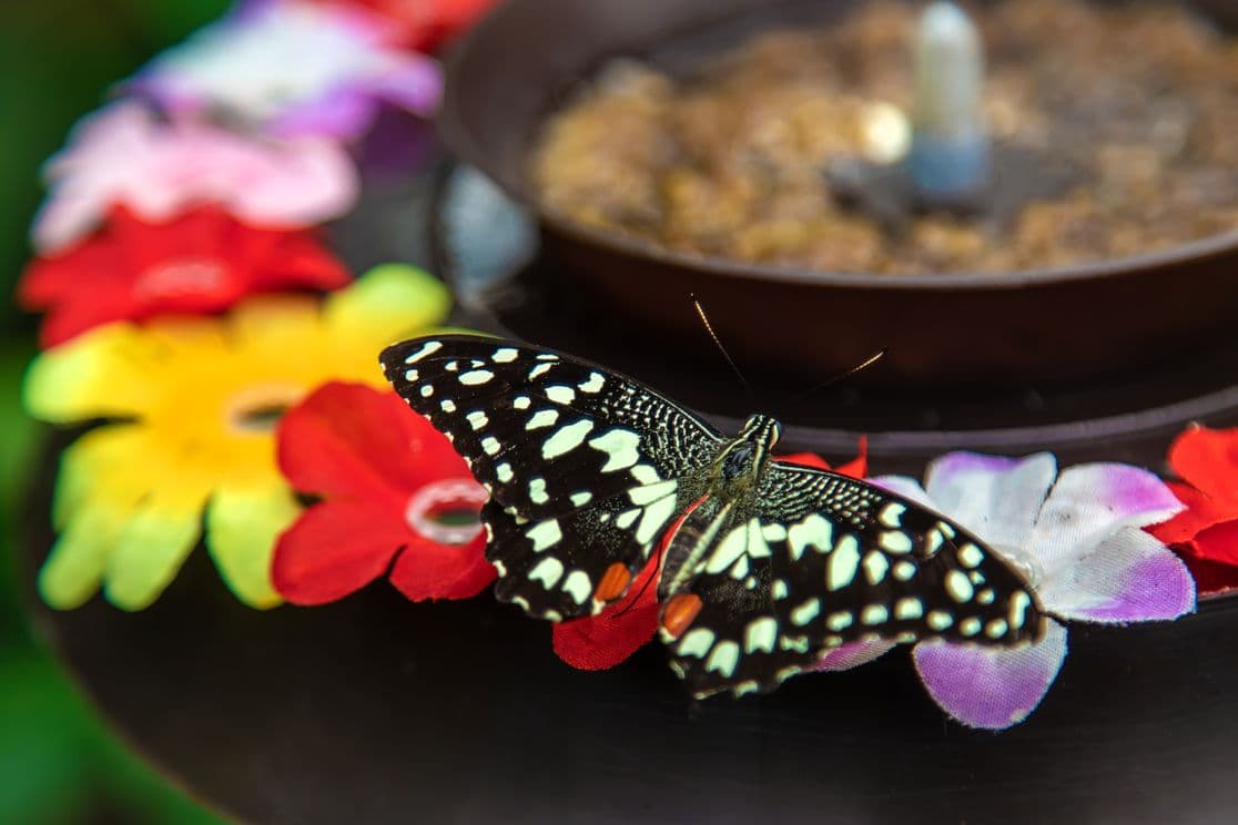 A close-up of a black and white butterfly resting on a colorful arrangement of artificial flowers near a small round container