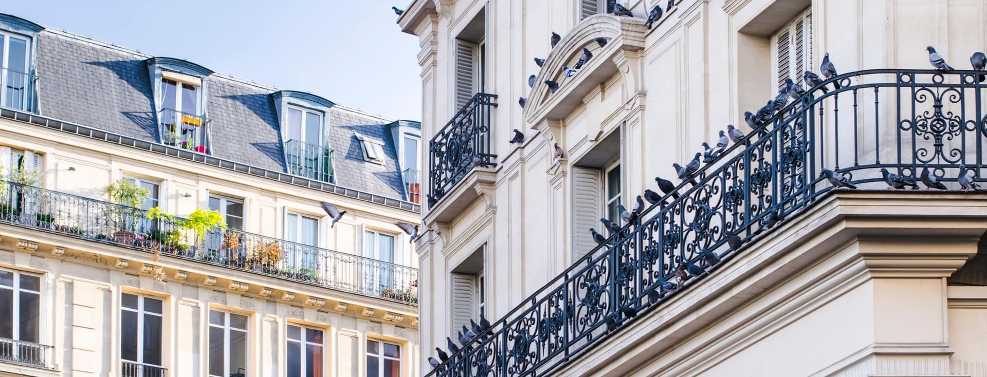 Exterior view of two cream-colored buildings with black wrought iron balconies and pigeons perched on the railings.