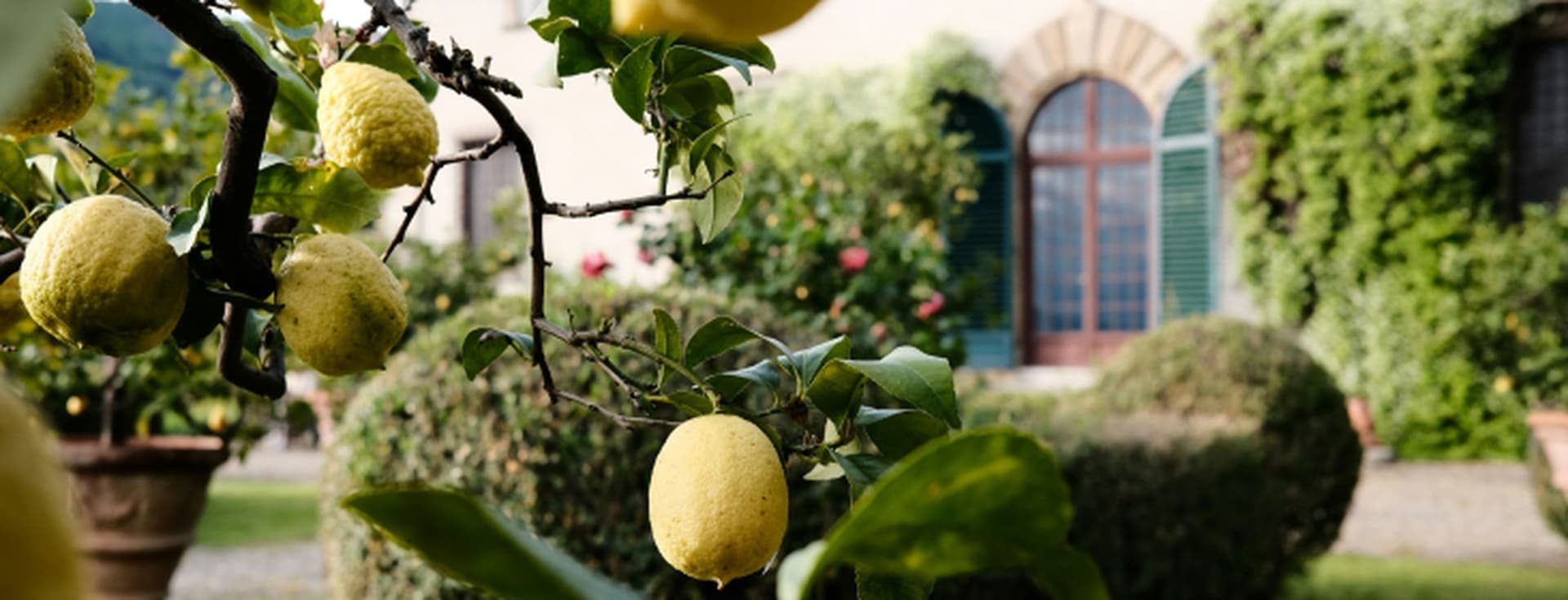 Close-up van een citroenboom met rijpe gele citroenen, groene bladeren en een vage villa op de achtergrond.