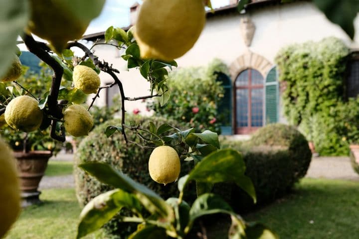 Close-up of a lemon tree with ripe yellow lemons, green leaves, and a blurred villa in the background.