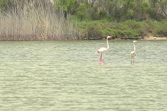 Se ven dos flamencos en el agua de la laguna salvaje
