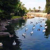 Various ducks swim in the lake