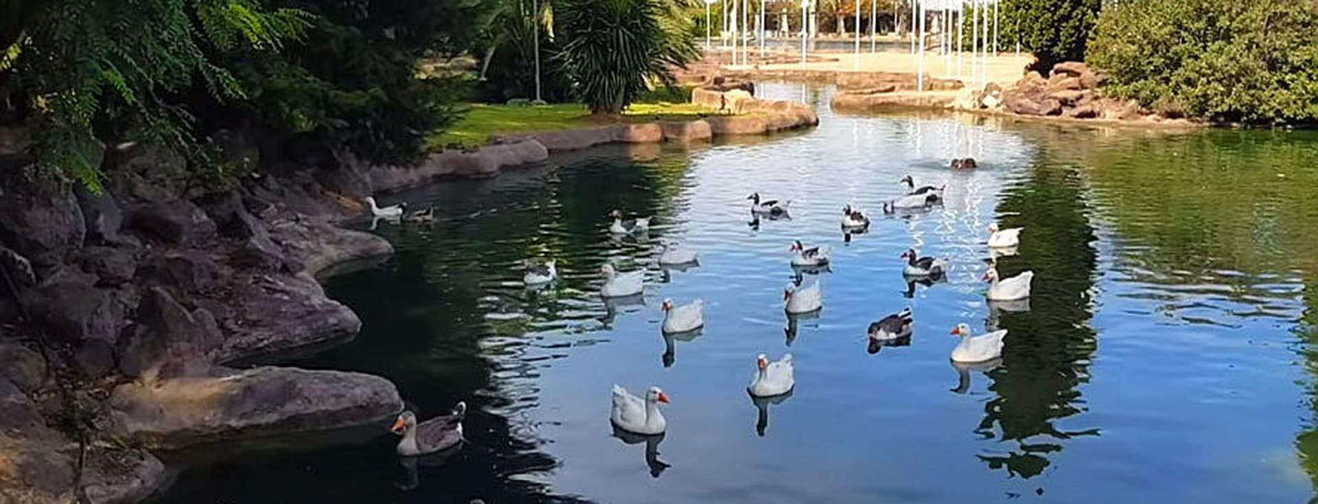 Varios patos nadan en el lago.