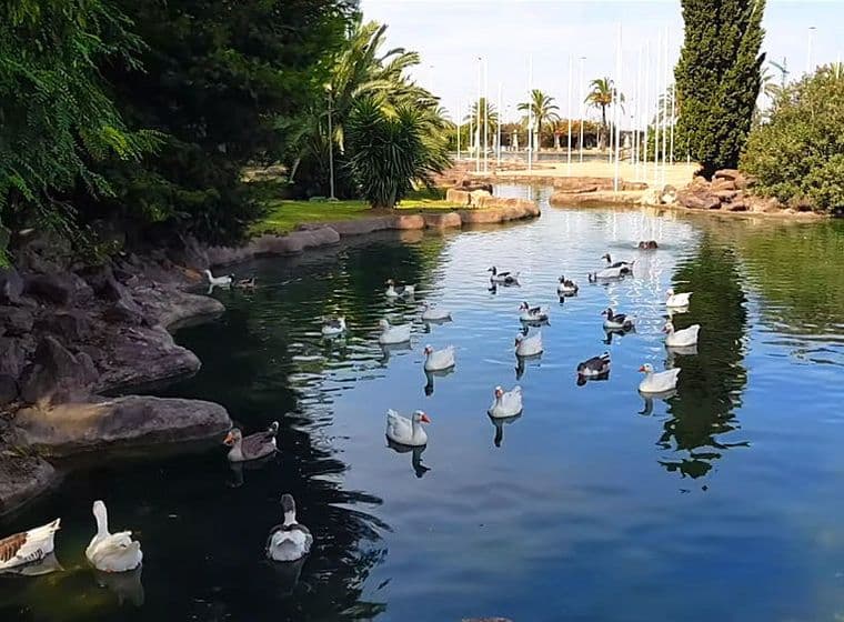 Diversos ànecs nedant al llac.