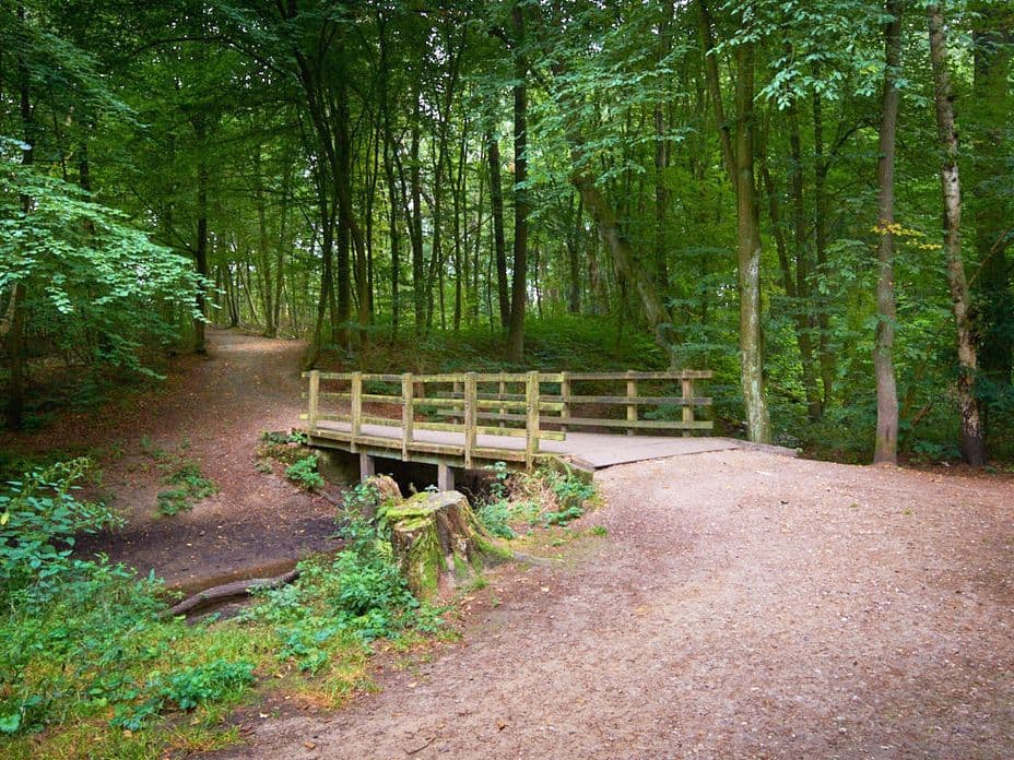 A small wooden bridge crosses a stream in a lush, green forest with a dirt track leading into the trees.