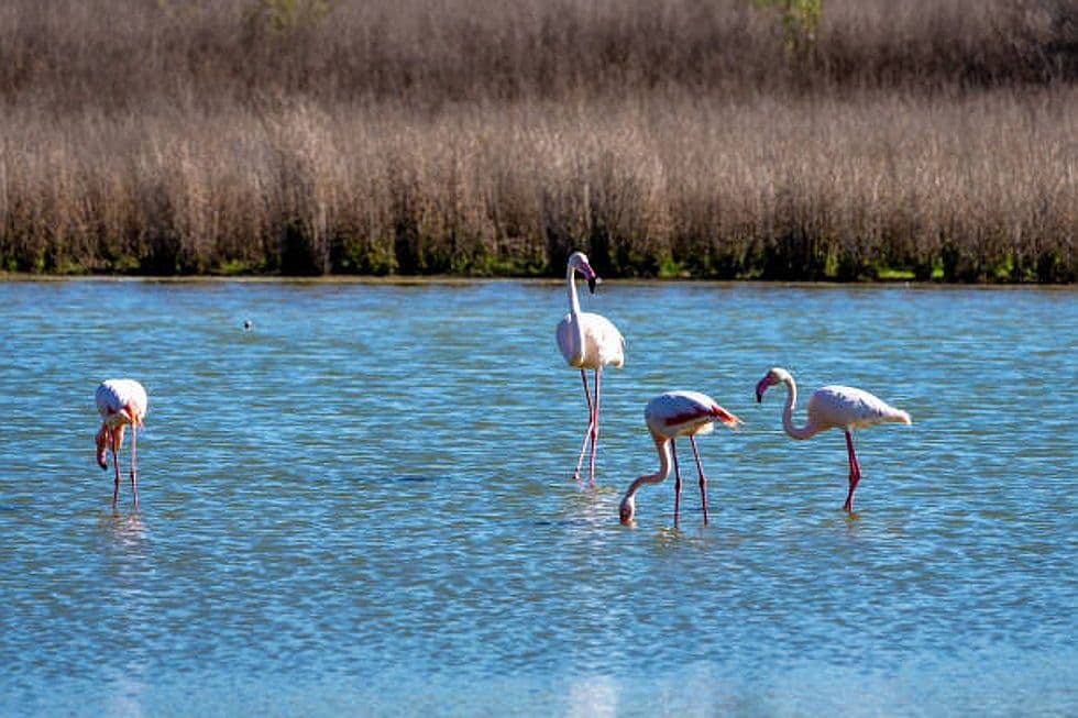 4 flamencos rosas están de pie en aguas poco profundas.