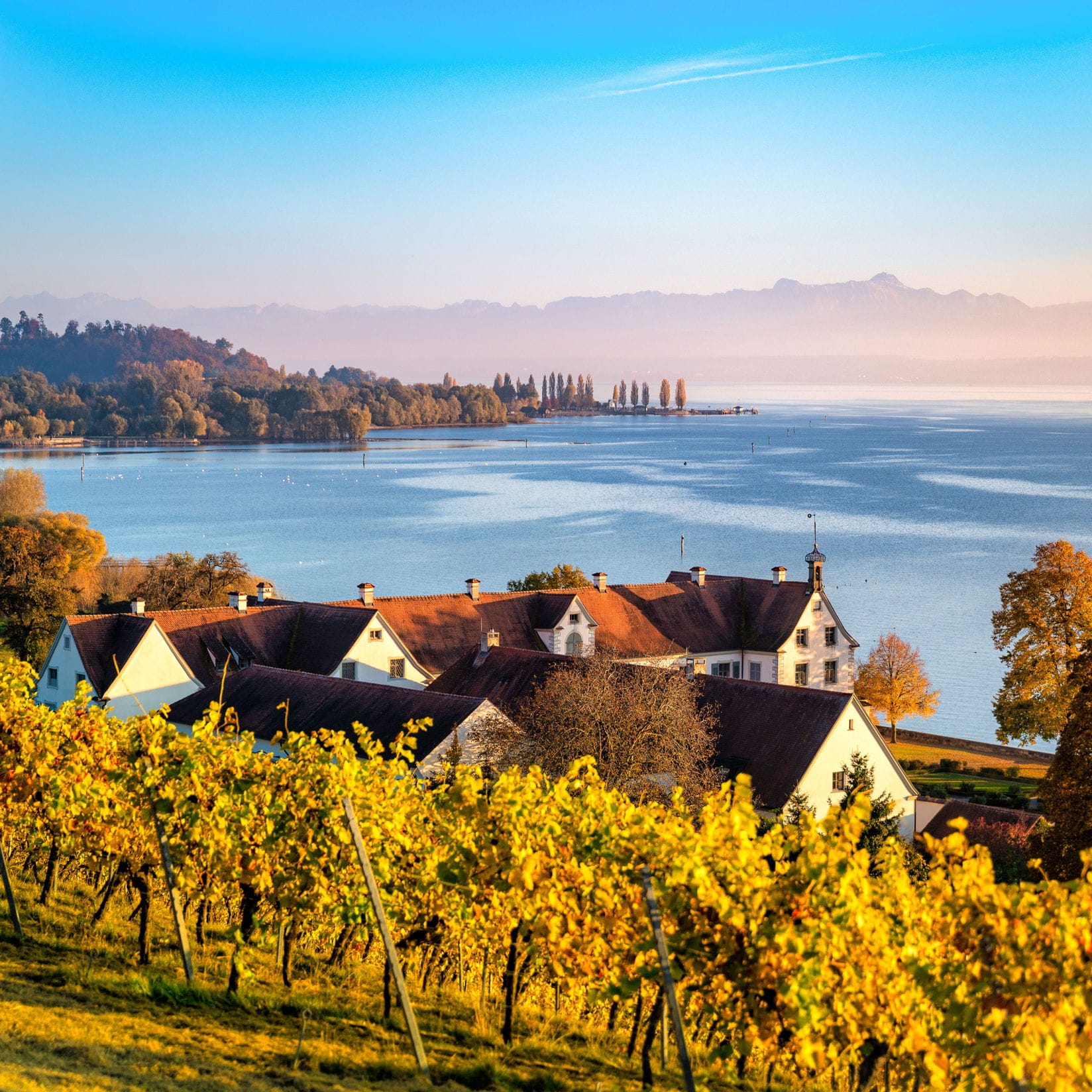 Weinberg mit gelben Blättern im Herbst mit Blick auf einen See und Berge. Ein großes Gebäude mit roten Dächern ist im Hintergrund sichtbar.
