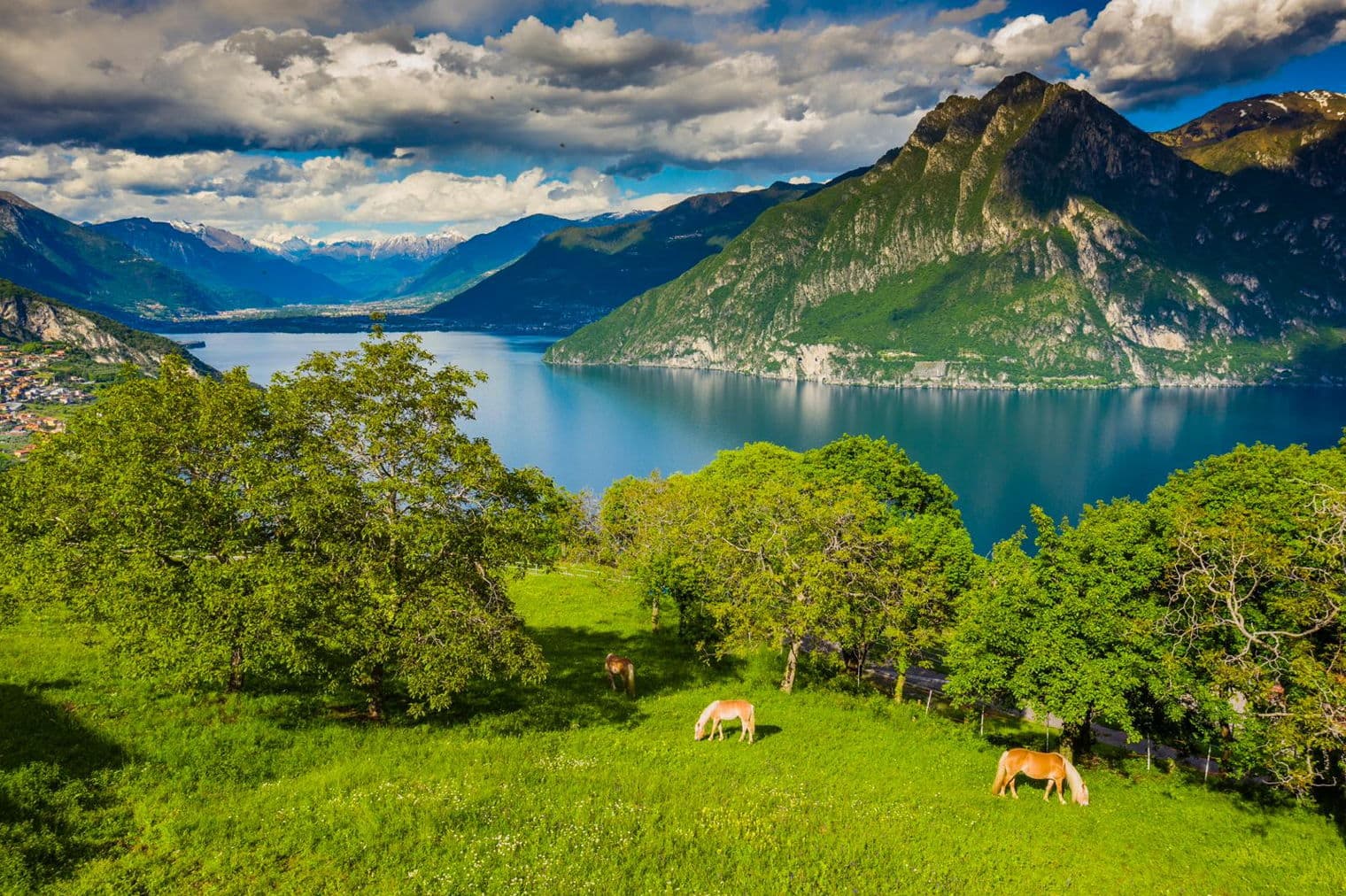 Cavalli pascolano su una collina verdeggiante con alberi, con vista su un lago blu e montagne sotto un cielo nuvoloso.