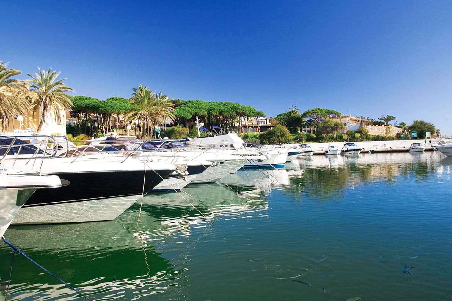 Luxury yachts docked in a marina under a clear blue sky, palm trees and buildings in the background.