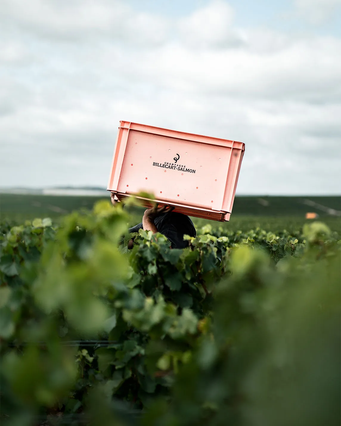 A worker carries a pink crate labeled "Billecart-Salmon Champagne" across a vineyard.