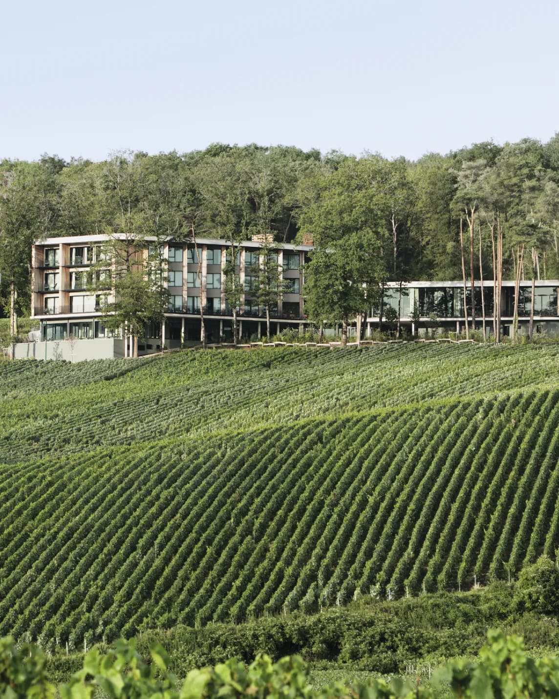 Ce bâtiment moderne, doté de façades vitrées, situé à l'orée de la forêt, offre une vue sur un vignoble en pente où les ceps sont disposés de manière régulière.