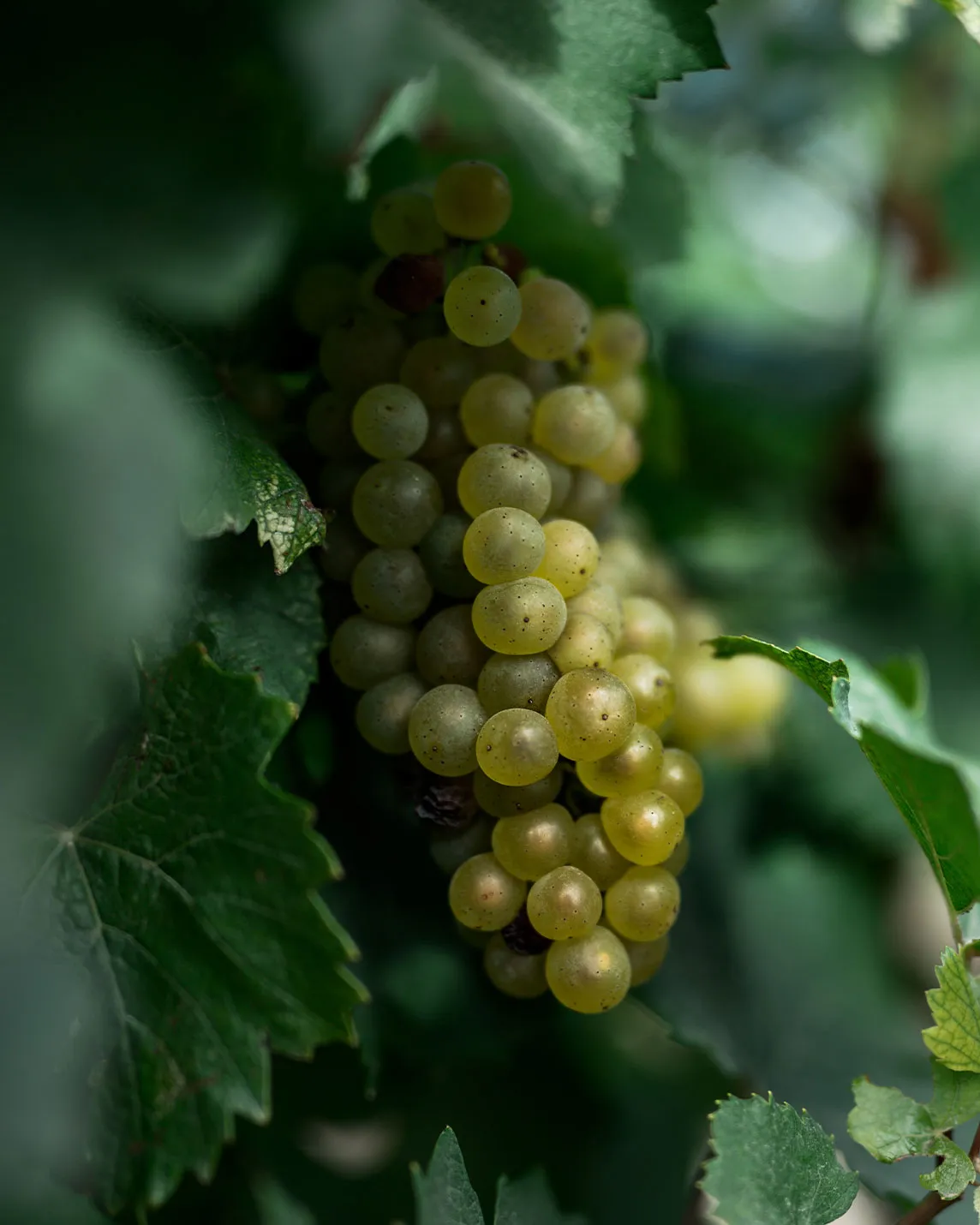 Close-up of a cluster of light green grapes on a grapevine, framed by leaves against a soft, blurred background.