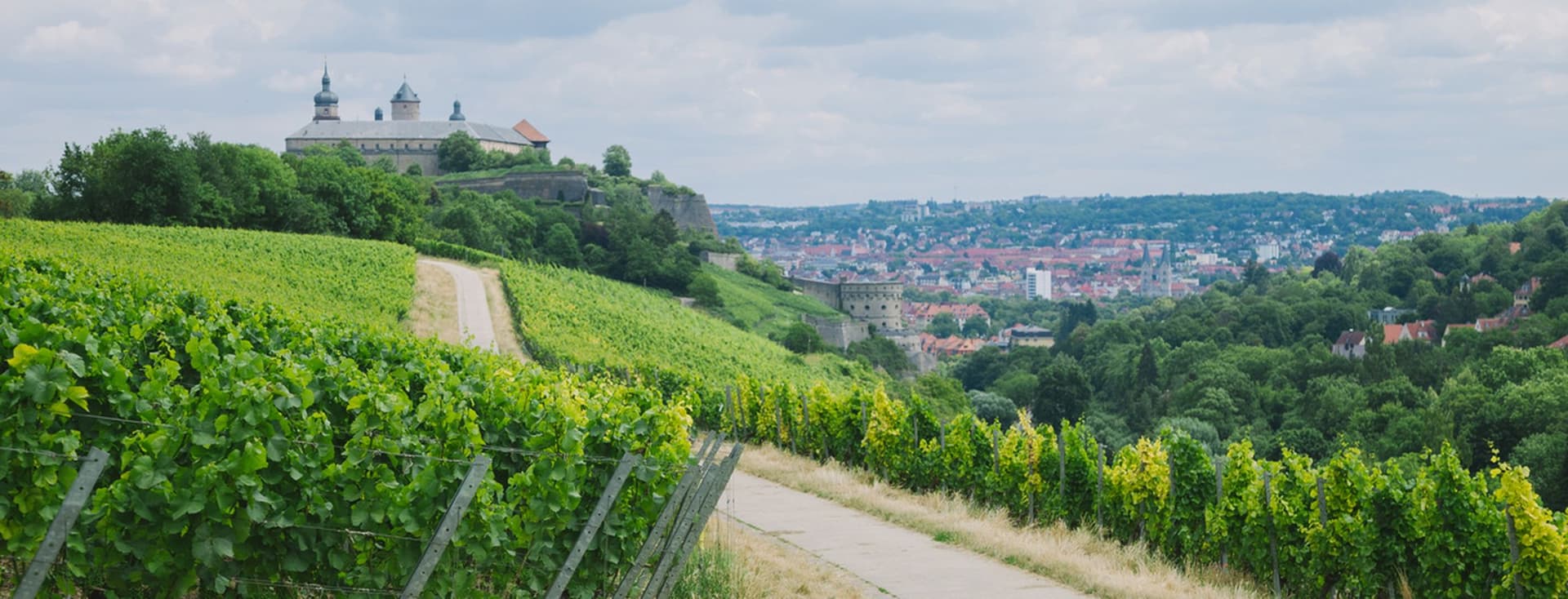 Green vineyards and a walking path leading to Marienberg fortress with a panoramic view of Würzburg in Franconia, Germany