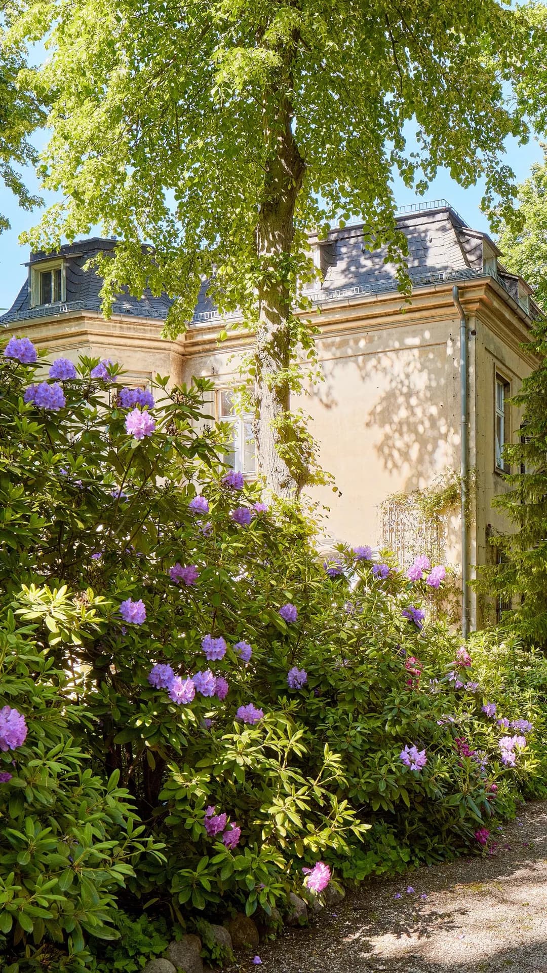 A sun-drenched garden with purple rhododendrons surrounding a beige-coloured historic building; a gravel path winds its way past tall trees.