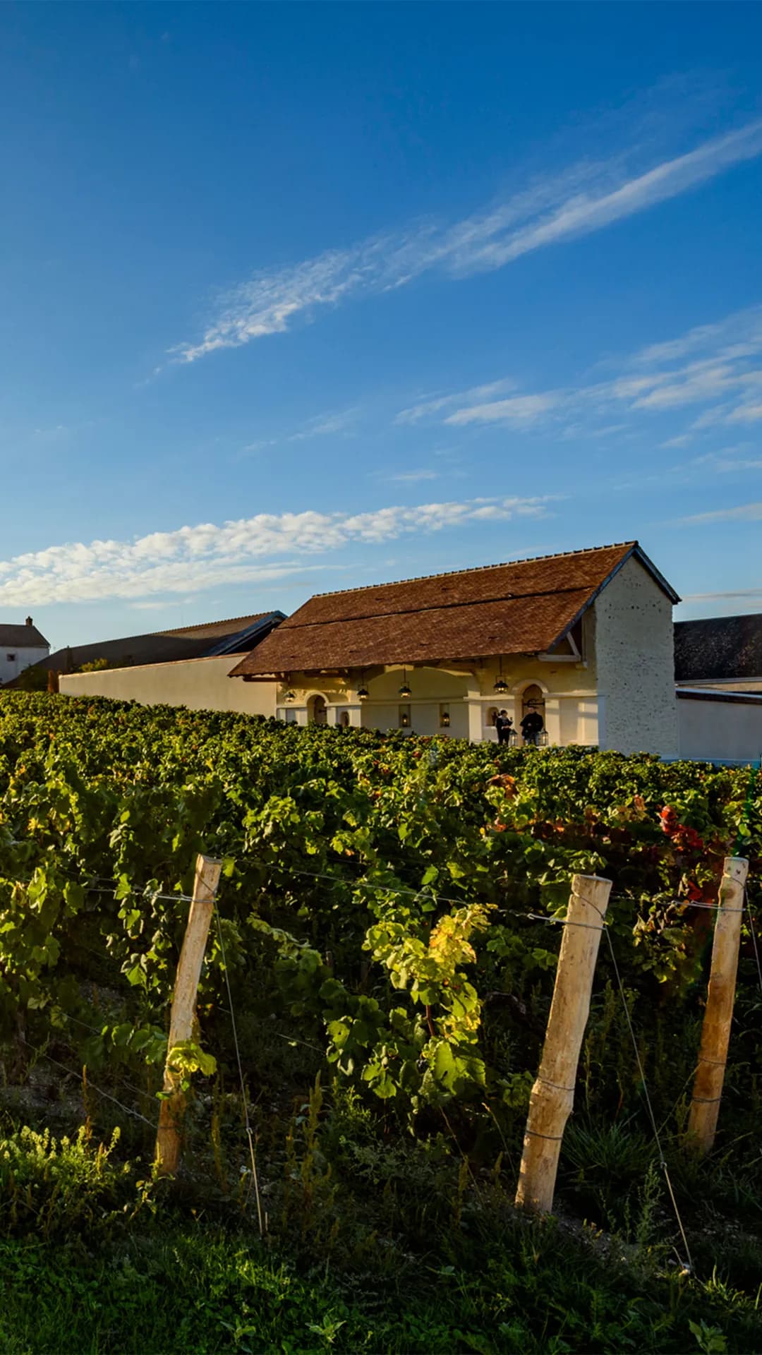 Sunset over a vineyard with rows of grapevines, wooden posts, and a distant white building with a red-tiled roof.