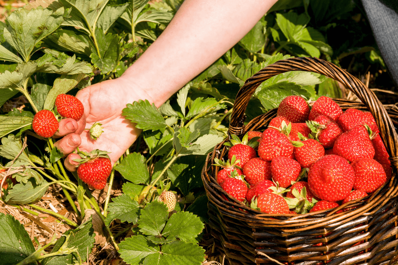Person picking strawberries in a garden, with a basket full of ripe strawberries nearby.