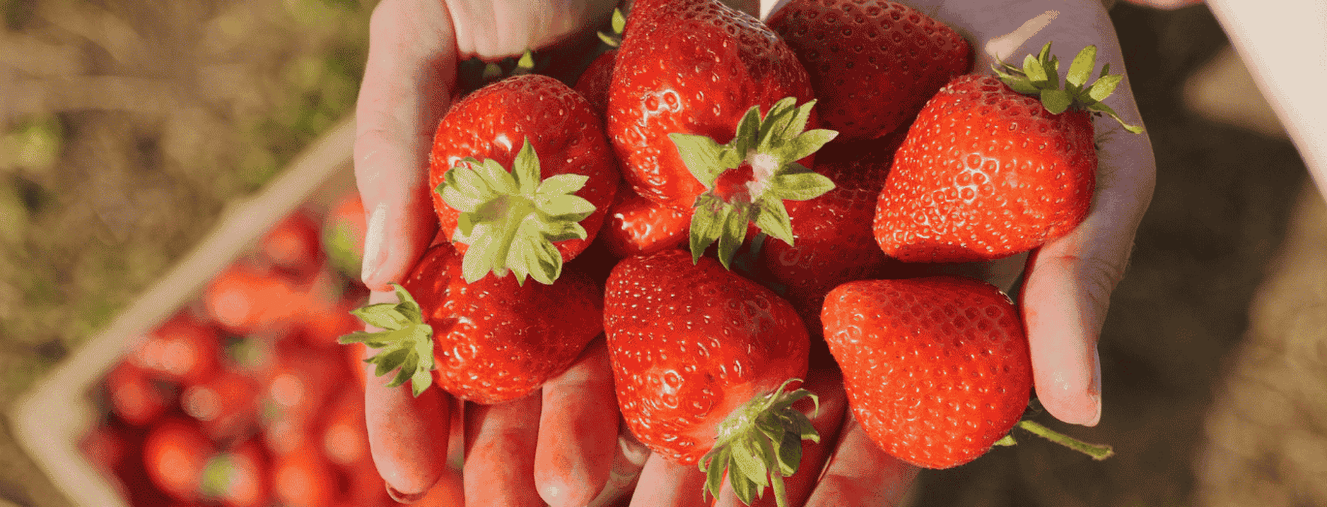 Hands holding freshly picked strawberries, with a box of strawberries in the background on a sunny day.