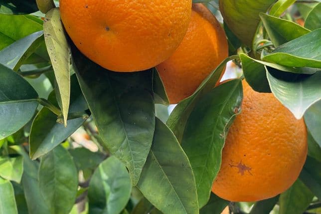 Nahaufnahme von reifen Orangen, die zwischen glänzenden grünen Zitrusblättern an einem Baum hängen.