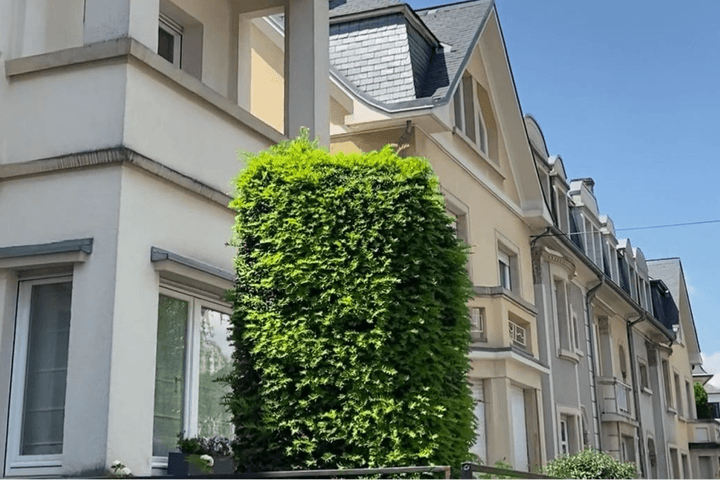 Row of modern townhouses with sloped roofs and large windows. A tall, neatly trimmed hedge is in the foreground under a clear blue sky.
