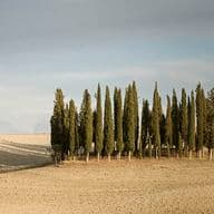 Un gruppo di alti cipressi si erge su un paesaggio ondulato e brullo sotto un cielo nuvoloso, proiettando lunghe ombre sul terreno.