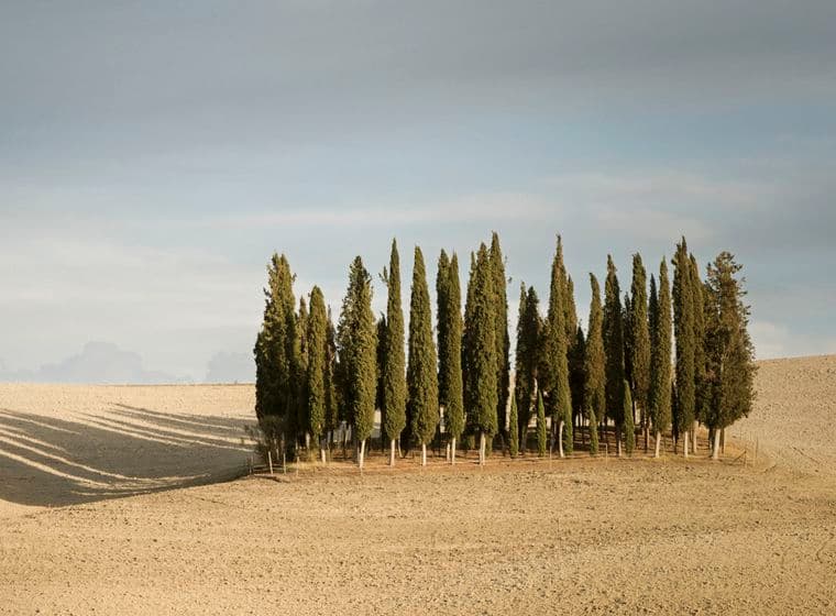 Eine Gruppe hoher Zypressen steht auf einer hügeligen, kargen Landschaft unter bewölktem Himmel und wirft lange Schatten auf den Boden.