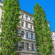 Historische europäische Mehrfamilienhäuser in Prenzlauer Berg mit kunstvollen Fassaden vor strahlend blauem Himmel, umgeben von hohen grünen Bäumen.