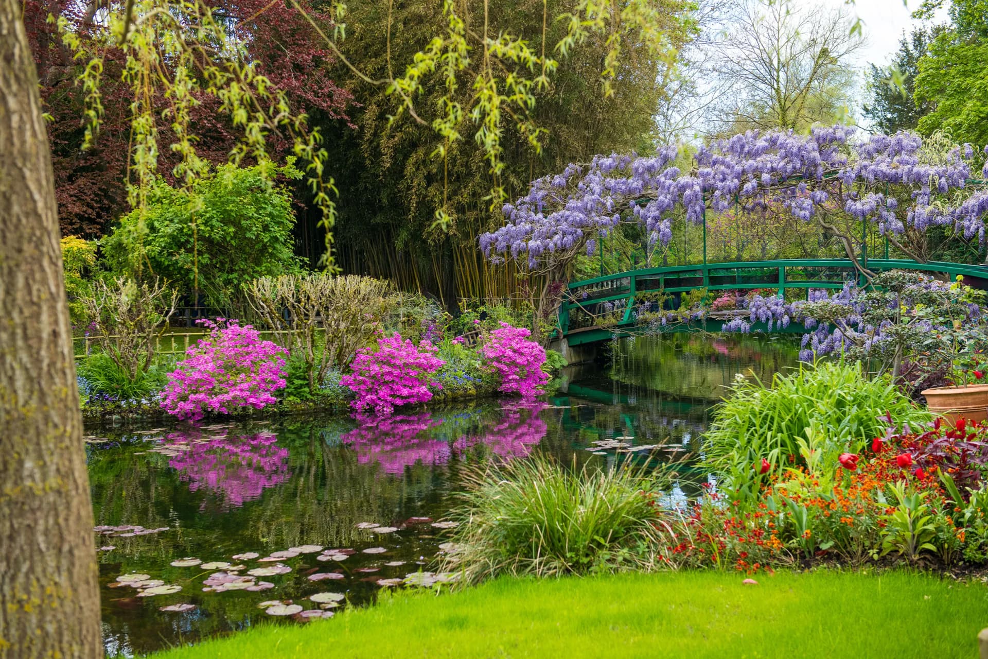 Lush garden pond with a green arched bridge, purple wisteria draping over, pink flowers in foreground, and trees reflected in water.