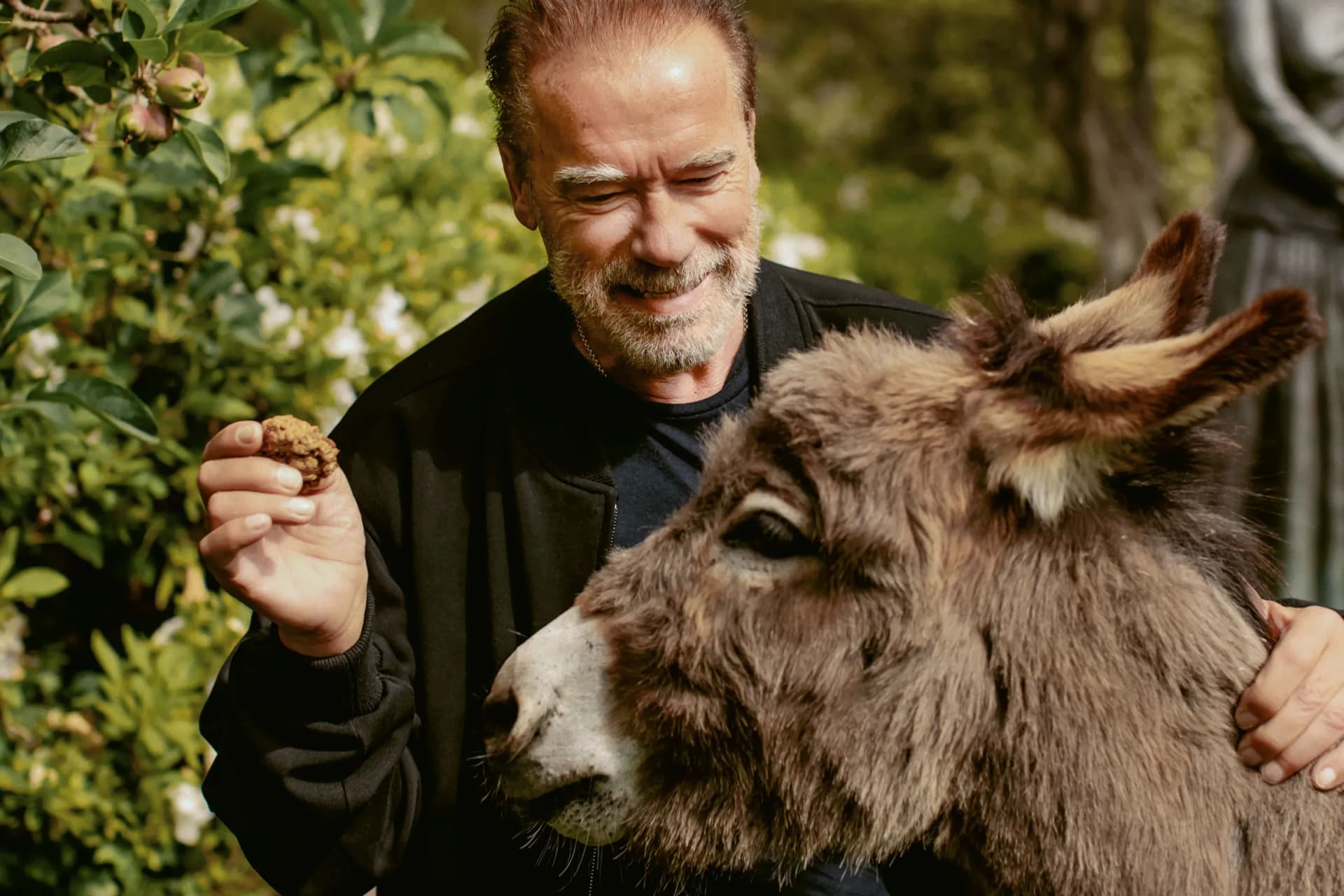 A smiling man with a gray beard offers a nut to a gray donkey in a sunny garden.
