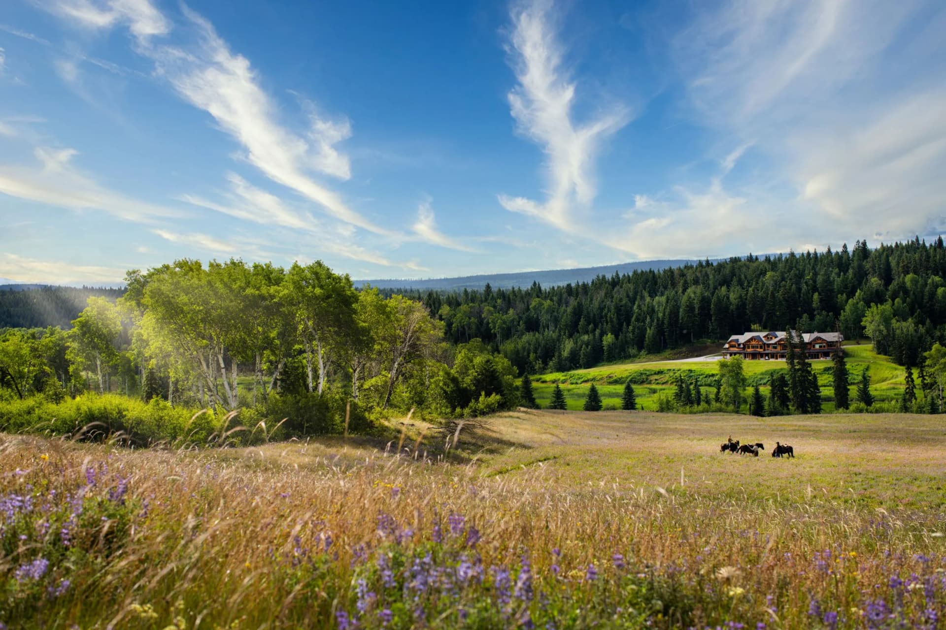 A field of purple wildflowers in the foreground, birch trees and a wooden hut on a hillside beneath a blue sky dotted with wispy clouds.