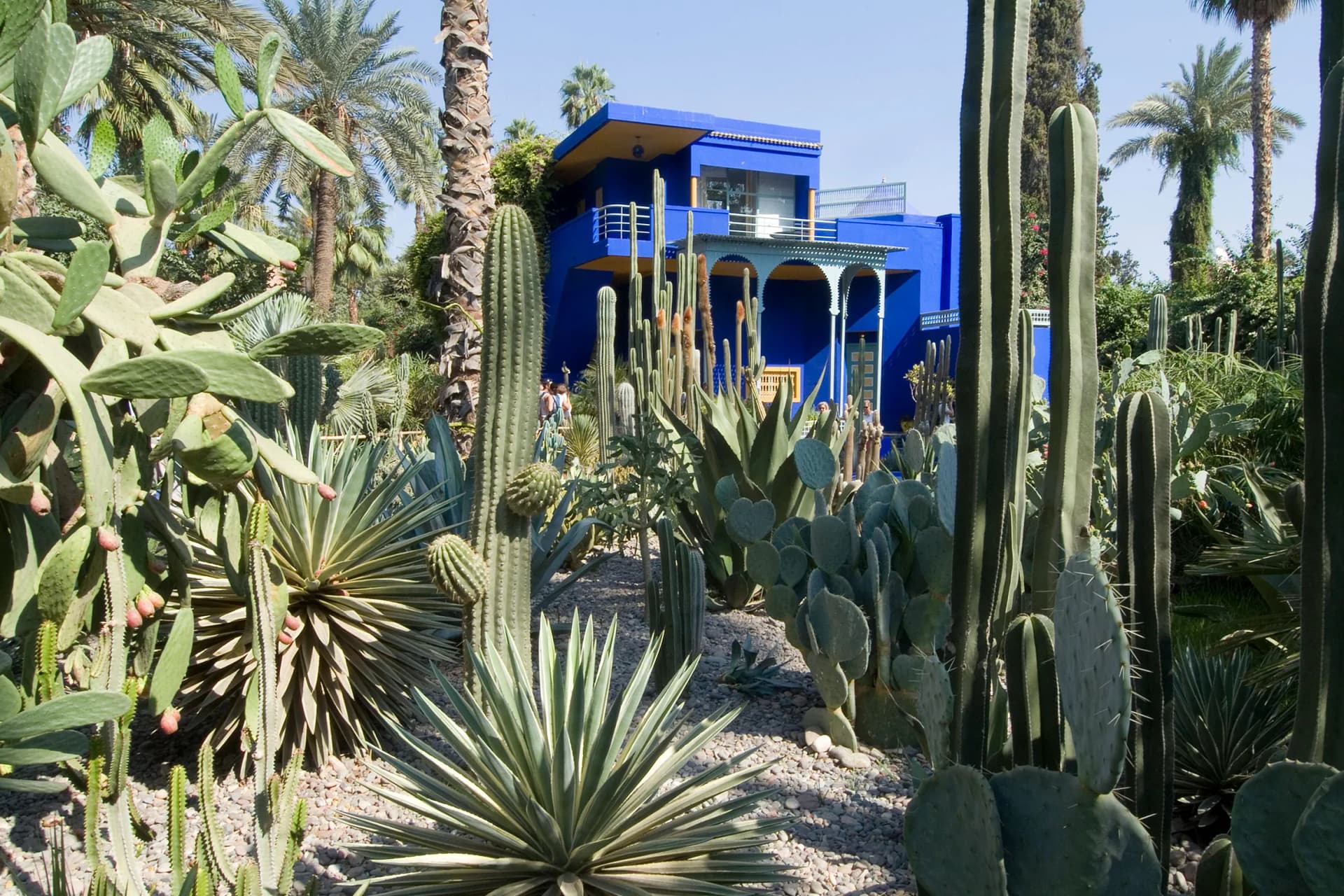 Bright blue two-story building with yellow accents amid a desert garden of tall cacti, agave, and palm trees.
